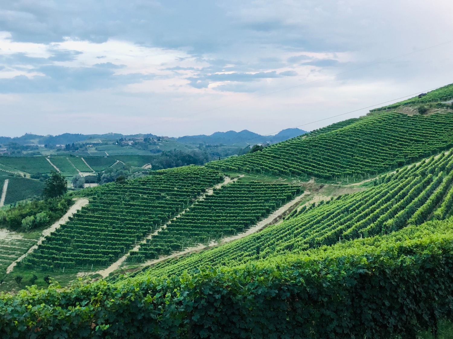 Vinprovning på vingård i Piemonte