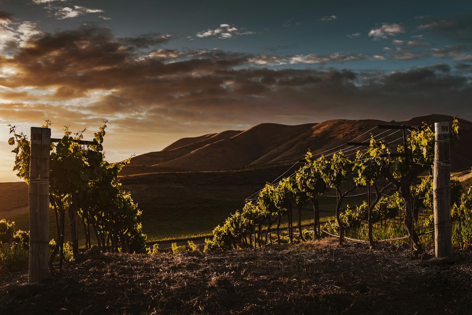 California vineyard